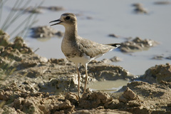 Charadrius veredus