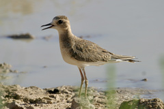 Charadrius veredus