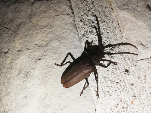 fuzáč drsnotykadlový (Aegosoma scabricorne)