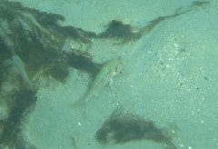 Pseudupeneus prayensis