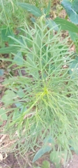 Cosmos bipinnatus