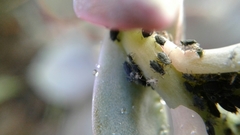 Aphis sedi