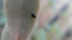 Aphis sedi
