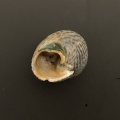 Chlorodiloma odontis
