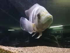 Heterotilapia buettikoferi