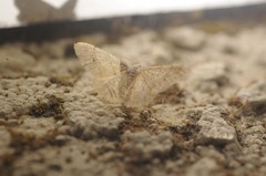 Digrammia muscariata