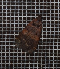 Hydrillodes funestalis