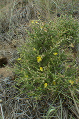 Aspalathus acuminata acuminata