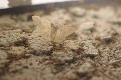 Digrammia muscariata