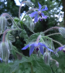 Borago officinalis