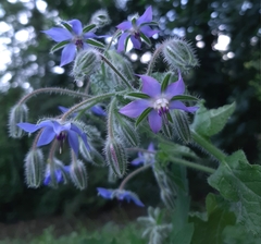 Borago officinalis