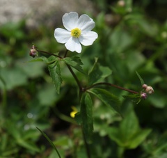Ranunculus aconitifolius