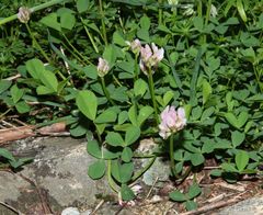 Trifolium thalii