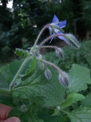Borago officinalis