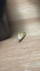 Xanthophysa psychicalis