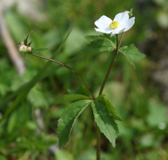 Ranunculus aconitifolius