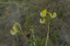 Aspalathus acuminata acuminata