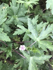 Geranium sibiricum