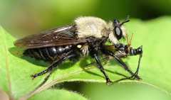 Laphria virginica