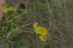 Aspalathus acuminata acuminata