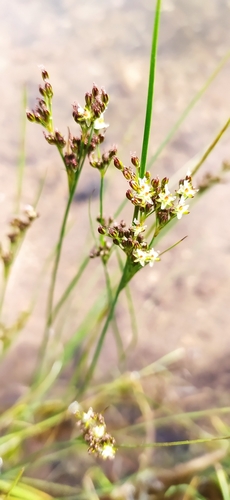 Roundfruit rush (Juncus compressus)