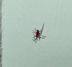 Dimidamus dimidiatus
