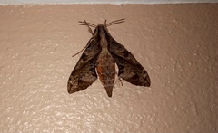 Eupanacra elegantulus