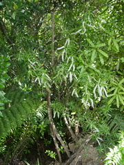 Veronica stricta stricta