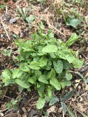 Convolvulus arvensis
