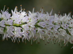 Veronica stricta stricta