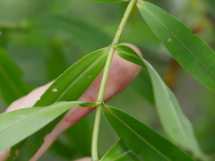 Veronica stricta stricta
