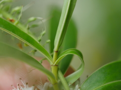 Veronica stricta stricta