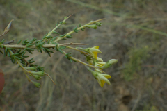 Aspalathus acuminata acuminata