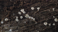 Lachnum subvirgineum