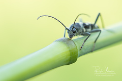 Chlorophorus figuratus