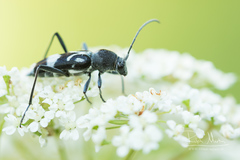 Chlorophorus figuratus