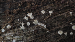 Lachnum subvirgineum