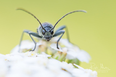 Chlorophorus figuratus