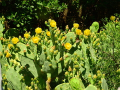 Opuntia