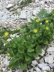 Doronicum columnae