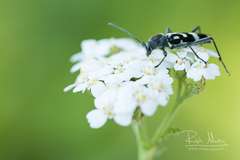 Chlorophorus figuratus