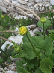 Doronicum columnae