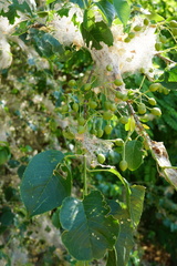 Yponomeuta mahalebella
