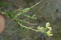 Aspalathus acuminata acuminata