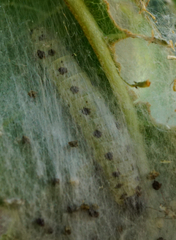 Yponomeuta mahalebella