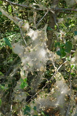 Yponomeuta mahalebella