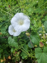 Calystegia silvatica