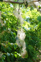 Yponomeuta mahalebella