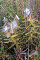 Asclepias tuberosa interior