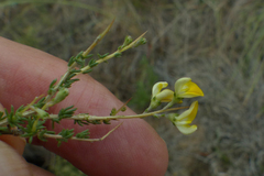 Aspalathus acuminata acuminata